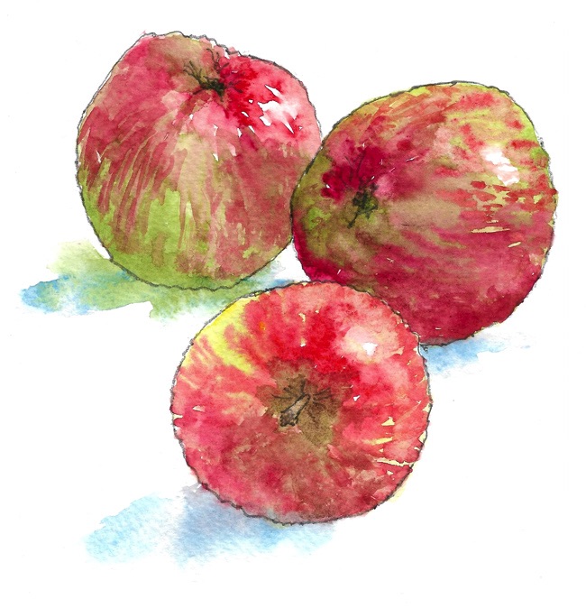 apples in watercolour